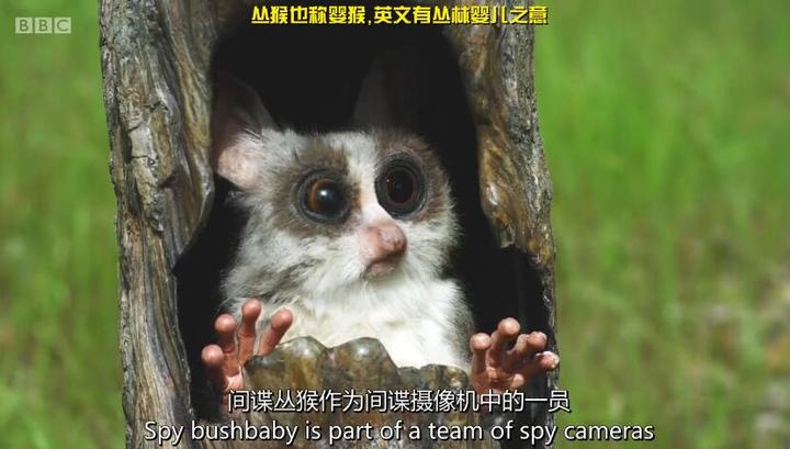 群像叙事恋爱观察棚